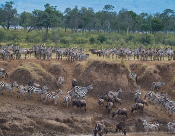 Why Maasai Mara Should Be on Your Bucket List