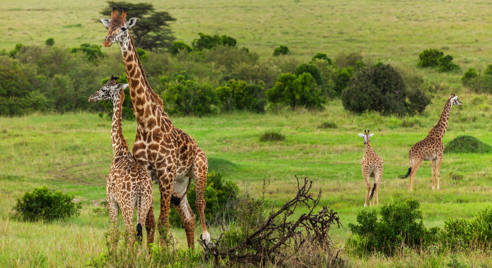 Maasai Mara Safaris