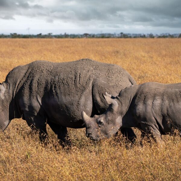 3-Day Ol Pejeta Easter Safari