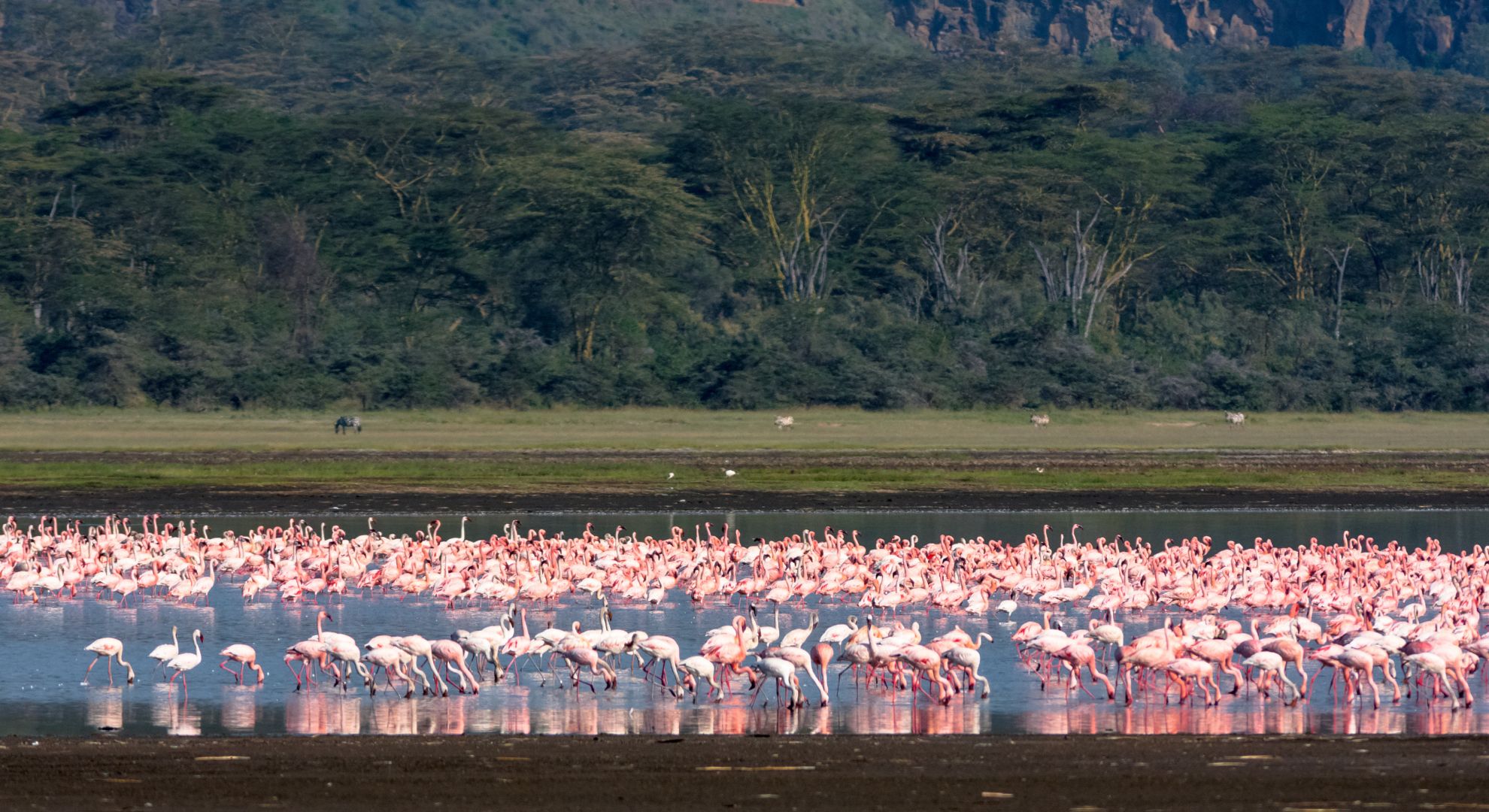 3-Day L. Nakuru & Masai Mara Safari