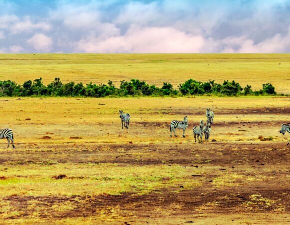 Maasai Mara